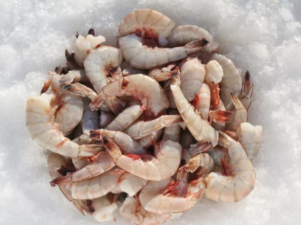 Shrimps
