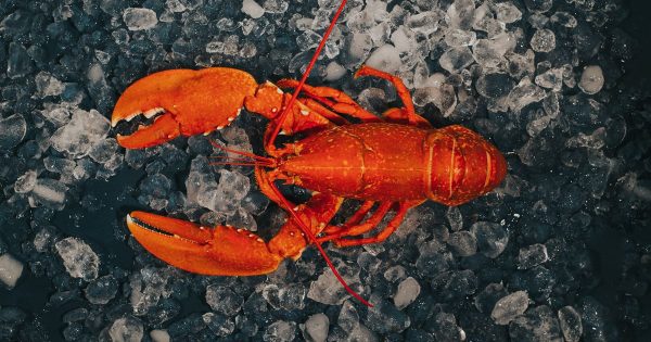 Lobster