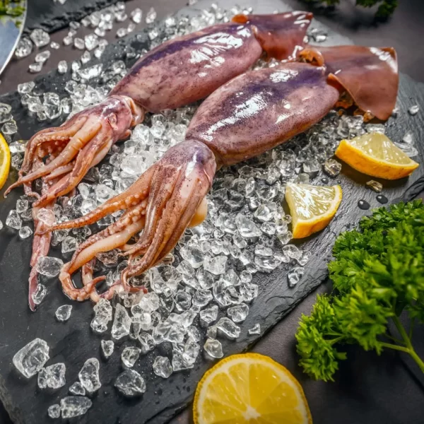 Squid